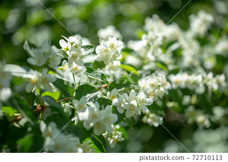 Beautiful blooming jasmine branch with white flowers. 72710113