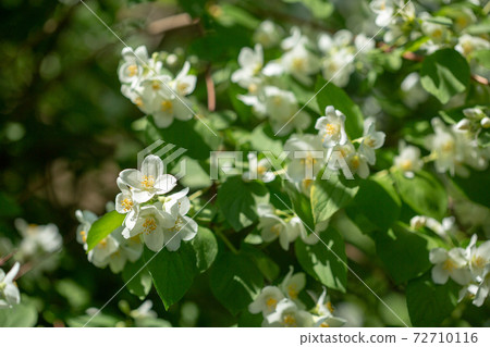 Beautiful blooming jasmine branch with white flowers. Beautiful blooming jasmine branch with white flowers. 72710116