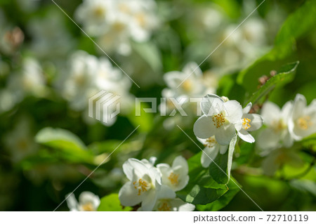 Beautiful blooming jasmine branch with white flowers. 72710119