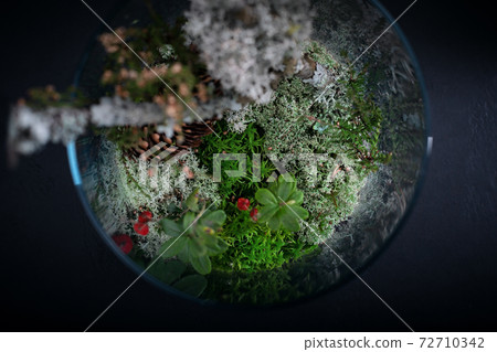 Natural forest materials in florarium - fir tree branches, cones and moss. 72710342