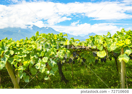 [Yamanashi Prefecture] Southern Alps and vineyards 72710608