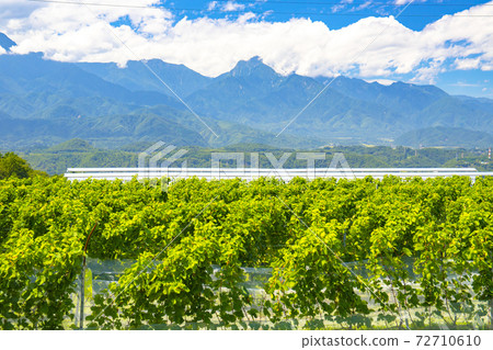 [Yamanashi Prefecture] Southern Alps and hedged vineyards 72710610