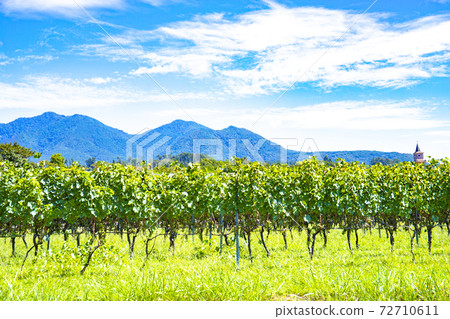 [Yamanashi Prefecture] Hedge-built vineyards, Kayagatake wide-area farm road in early autumn 72710611