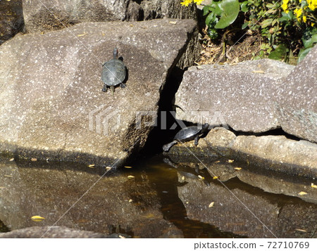 Turtles in a pond of Inage Park Turtles in a pond of Inage Park 72710769