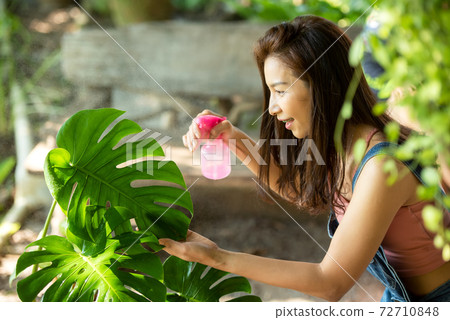 Young woman care plant monstera in garden. 72710848