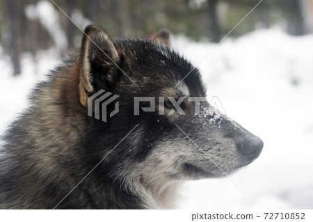 Siberian hunting sled dog Laika, Siberia, Russia 72710852