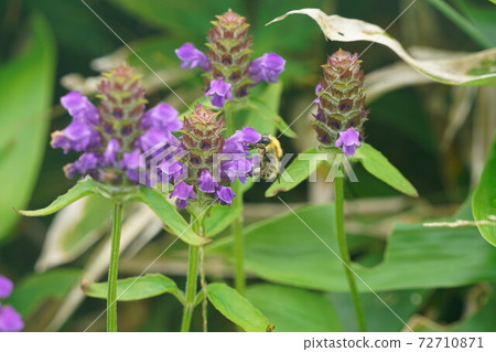 Bumblebee that sucks the nectar of Heal-all Bumblebee that sucks the nectar of Heal-all 72710871