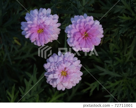 More so 3 flowers 72711001