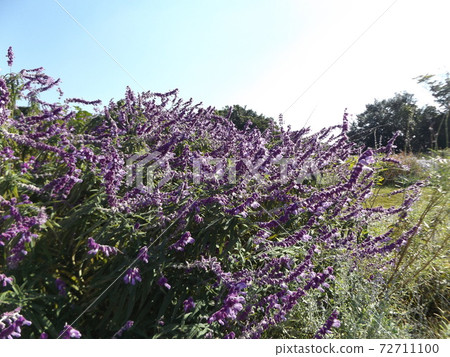 Dark blue flowers of Salvia galanichika 72711100