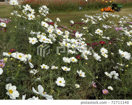 White flowers of autumn flowers cosmos 72711148