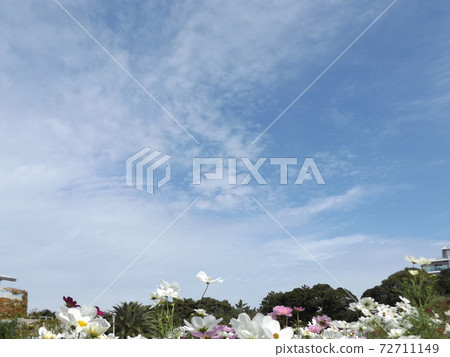 White flowers of autumn flowers cosmos 72711149