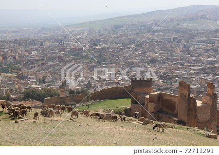 Sheep on the hills of Fez, Morocco 72711291