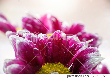 Wet chrysanthemum macro photo 72711976