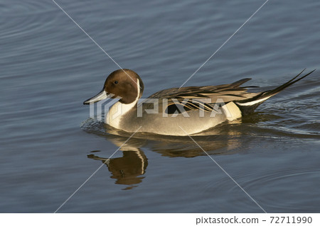 Male Northern Pintail (Anas acuta) Male Northern Pintail (Anas acuta) 72711990