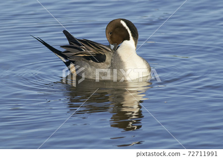 Male Northern Pintail (Anas acuta) 72711991
