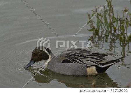 Male Northern Pintail (Anas acuta) Male Northern Pintail (Anas acuta) 72712001