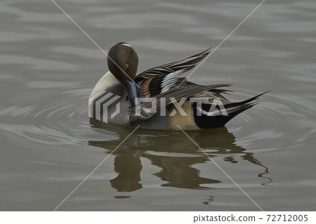 Male Northern Pintail (Anas acuta) Male Northern Pintail (Anas acuta) 72712005