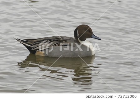 Male Northern Pintail (Anas acuta) Male Northern Pintail (Anas acuta) 72712006