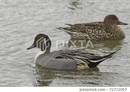 Male Northern Pintail (Anas acuta) Male Northern Pintail (Anas acuta) 72712007