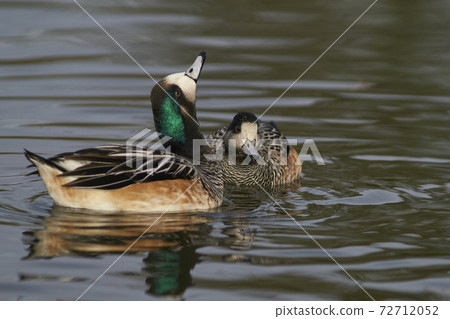 Chiloe Wigeon (Mareca sibilatrix) 72712052