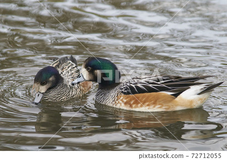 Chiloe Wigeon (Mareca sibilatrix) 72712055