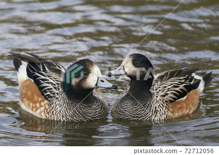 Chiloe Wigeon (Mareca sibilatrix) 72712056