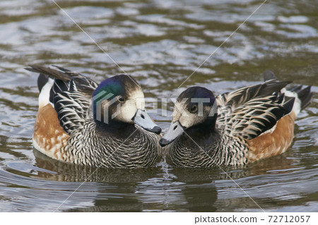 Chiloe Wigeon (Mareca sibilatrix) Chiloe Wigeon (Mareca sibilatrix) 72712057