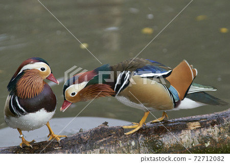 Male Mandarin Duck (Aix galericulata) Male Mandarin Duck (Aix galericulata) 72712082