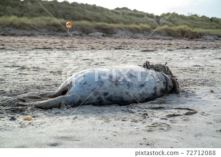 Dead seal carcass washed up at Narin Beach in Portnoo - County Donegal, Ireland 72712088