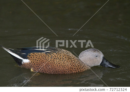 Red Shoveler (Spatula platalea) Red Shoveler (Spatula platalea) 72712324