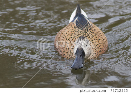 Red Shoveler (Spatula platalea) Red Shoveler (Spatula platalea) 72712325