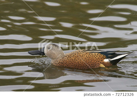 Red Shoveler (Spatula platalea) Red Shoveler (Spatula platalea) 72712326