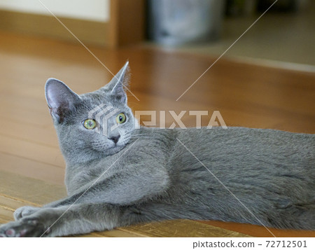 躺在地上02的俄羅斯藍色小貓 躺在地上02的俄羅斯藍色小貓 72712501