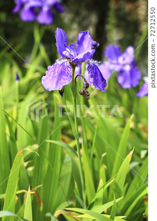 鳶尾花 72712550