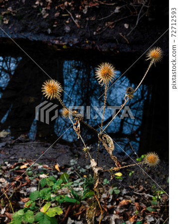 A dry, yellow thistle with blue reflecting water in the background. Photo from Lomma Beach, Scania, Sweden A dry, yellow thistle with blue reflecting water in the background. Photo from Lomma Beach, Scania, Sweden 72712593