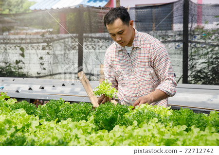 Farmer harvest organic hydroponic green oak lettuce in plant nursery farm. Farmer harvest organic hydroponic green oak lettuce in plant nursery farm. 72712742