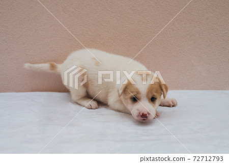 Portrait brown white hybrid puppy dog sitting on white floor with copy space for lovely pet concept Portrait brown white hybrid puppy dog sitting on white floor with copy space for lovely pet concept 72712793