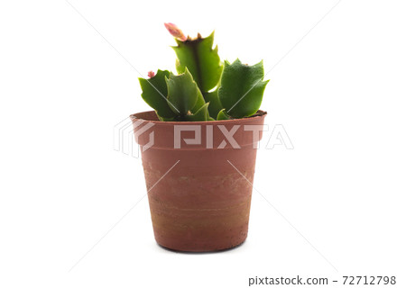 closeup of succulent plant in pot with pink flowers closeup of succulent plant in pot with pink flowers 72712798
