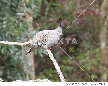 Australian Birds Renjakbat 72712951