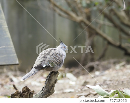 Australian Birds Renjakbat Australian Birds Renjakbat 72712953