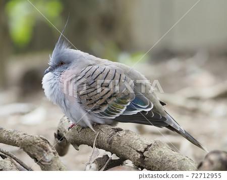 Australian Birds Renjakbat Australian Birds Renjakbat 72712955