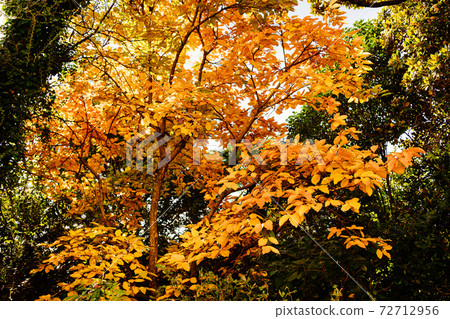 bright yellow foliage on an autumn tree among green trees  72712956
