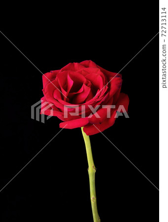 Single American Beauty Rose on Black 72713114