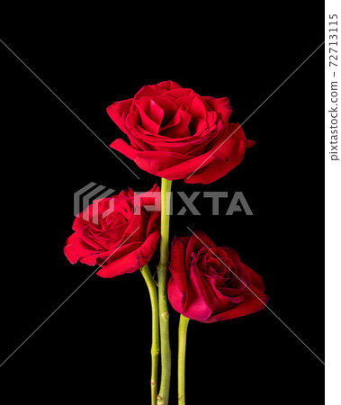 Trio of American Beauty Roses on Black 72713115