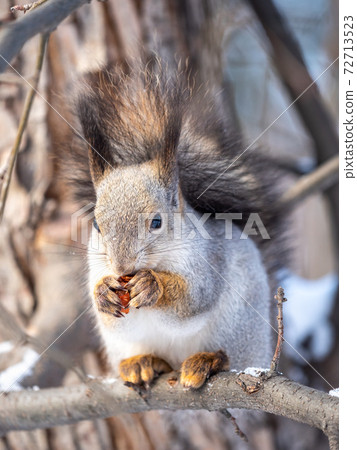The squirrel with nut sits on tree in the winter or late autumn The squirrel with nut sits on tree in the winter or late autumn 72713523