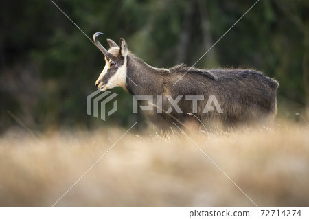 Endangered tatra chamois walking on dry grass in autumn nature 72714274