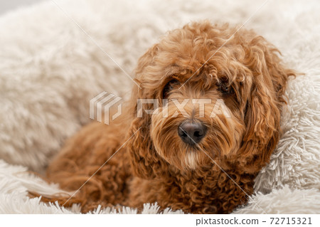 Cavapoo dog in his bed Cavapoo dog in his bed 72715321