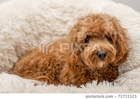 Cavapoo dog in his bed Cavapoo dog in his bed 72715323