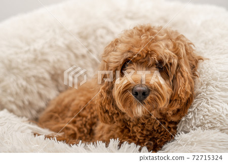 Cavapoo dog in his bed Cavapoo dog in his bed 72715324