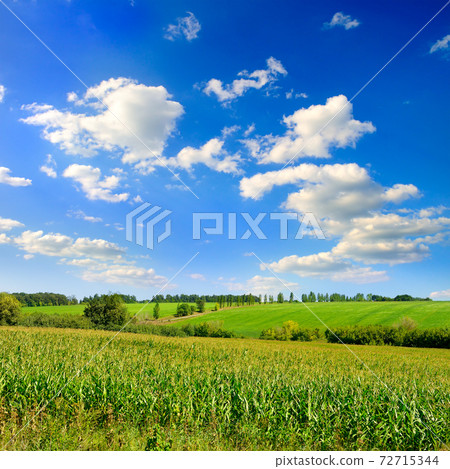 Green field with corn. Blue cloudy sky. 72715344